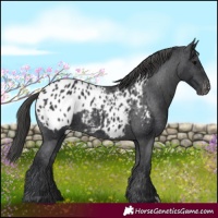Horse Color:Black Blanket
