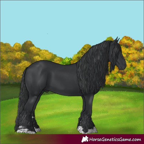 Horse Color:Black 
