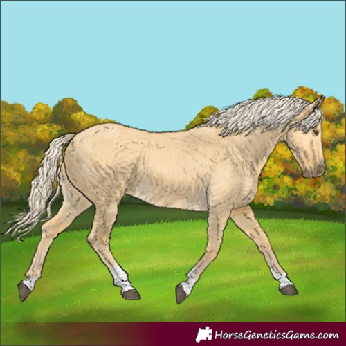 Horse Color:Palomino Dun Tobiano