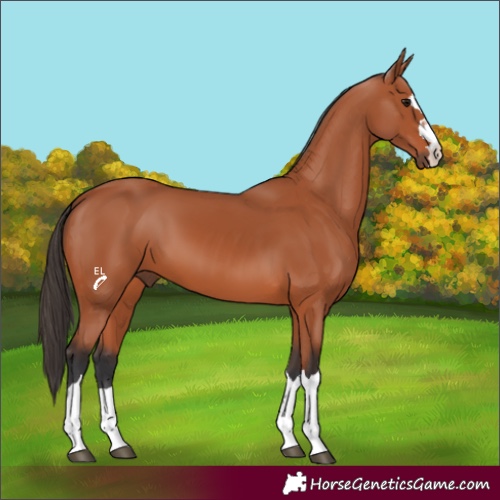 Horse Color:Bay 