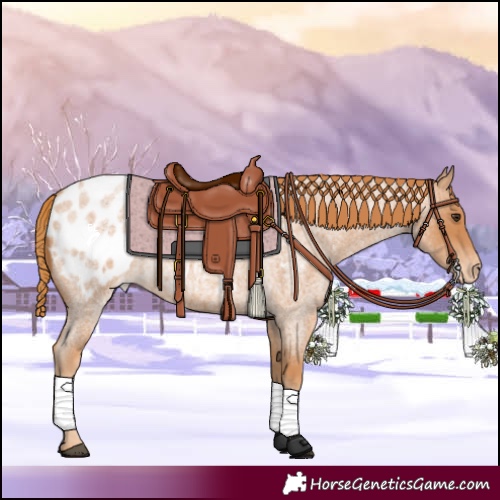 Horse Color:Red Roan Appaloosa 