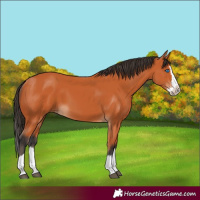 Horse Color:Bay Splash 