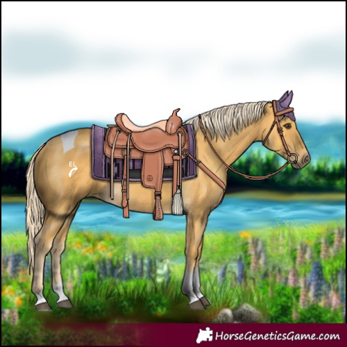 Horse Color:Palomino Tobiano