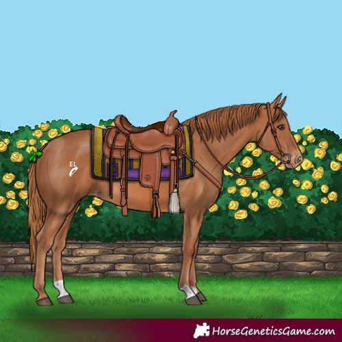 Horse Color:Chestnut Appaloosa 