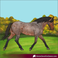 Horse Color:Bay Roan 