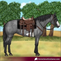 Horse Color:Blue Roan Frame
