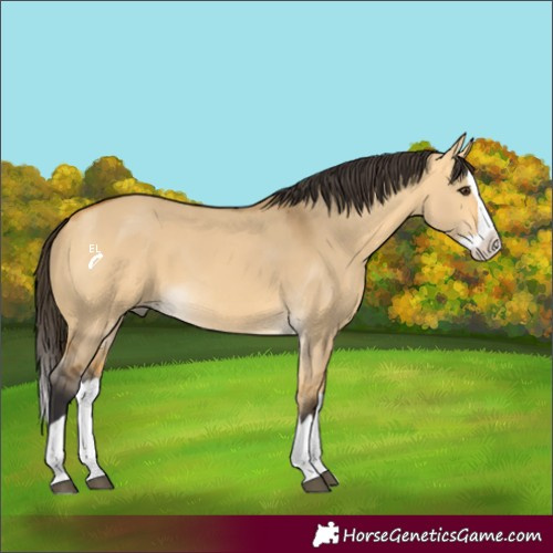 Horse Color:Buckskin Dun Splash