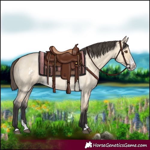 Horse Color:Buckskin Roan Dun Splash