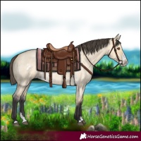 Horse Color:Buckskin Roan Dun Splash 