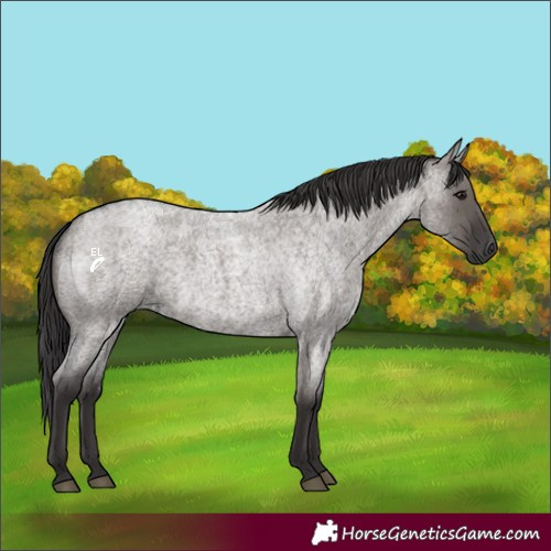 Horse Color:Smoky Grullo Roan 