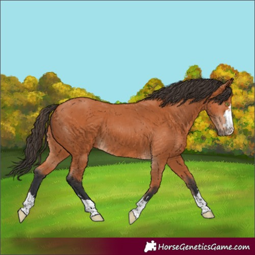 Horse Color:Bay 
