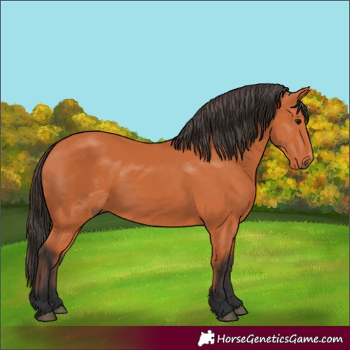 Horse Color:Bay 