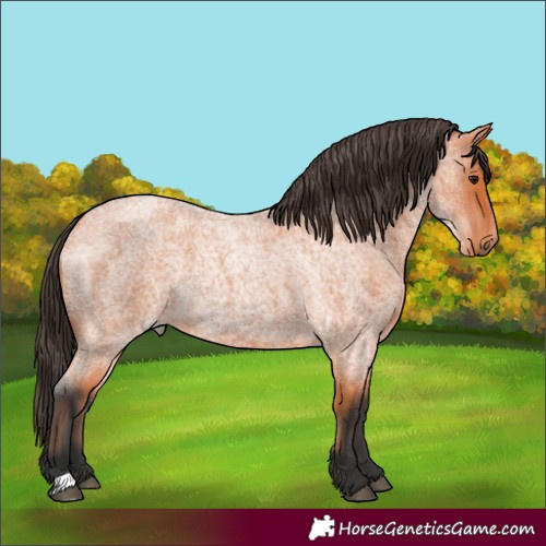 Horse Color:Unknown