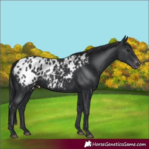 Horse Color:Black Appaloosa 