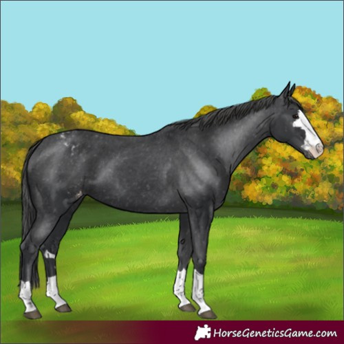Horse Color:Unknown 