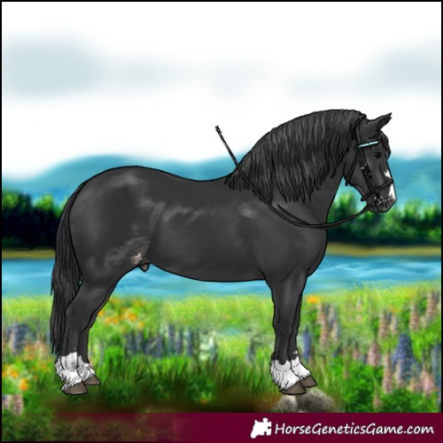 Horse Color:Black Appaloosa 
