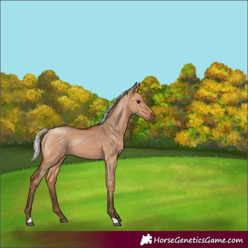 Horse Color:Silver Bay Dun 
