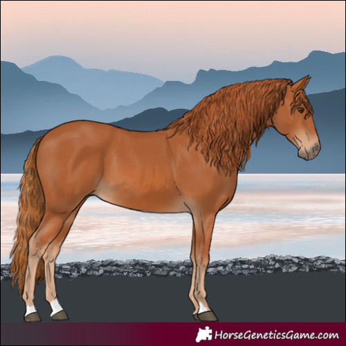 Horse Color:Chestnut 