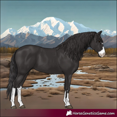 Horse Color:Smoky Black 