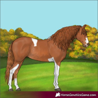 Horse Color:Chestnut Tobiano Rabicano 