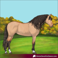 Horse Color:Bay Dun 