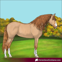 Horse Color:Red Dun