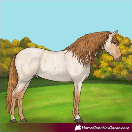 Horse Color:Red Dun Roan 