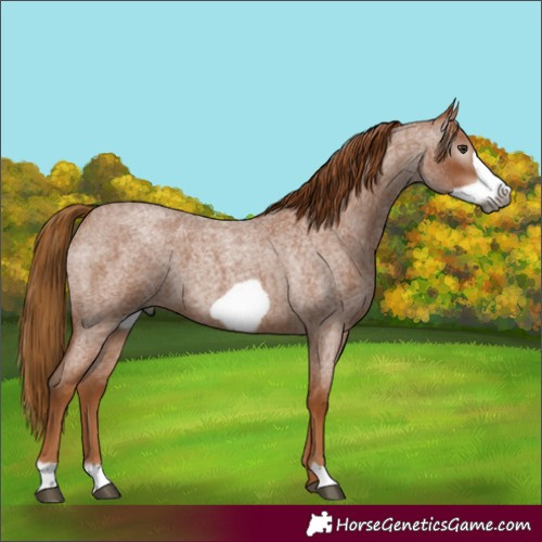 Horse Color:Gray Red Roan Frame 