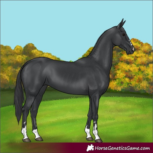 Horse Color:Black 