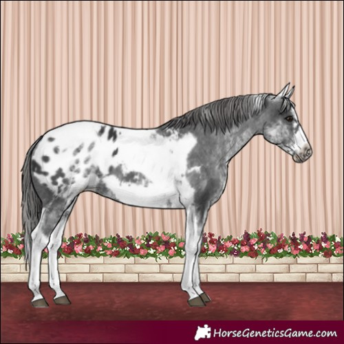 Horse Color:White Spotted Black Splash Tobiano Frame Appaloosa 