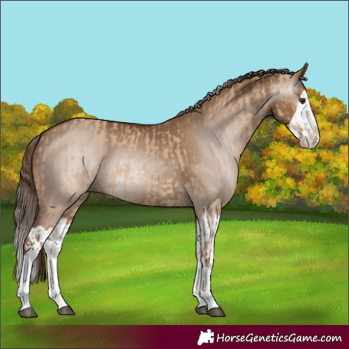 Horse Color:Red Dun Splash and Gray Red Dun Splash