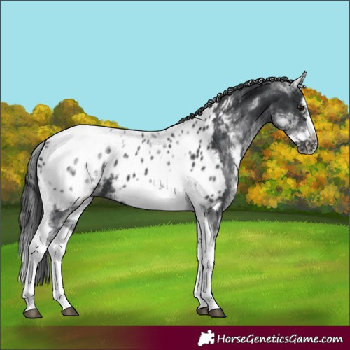 Horse Color:White Spotted Black Splash Tobiano Frame Near Leopard