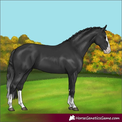 Horse Color:Black Splash