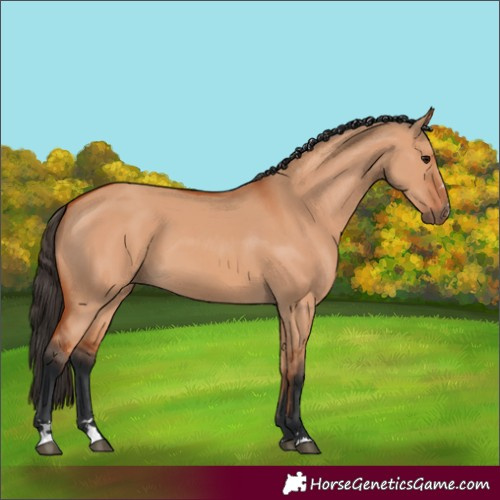 Horse Color:Bay Dun