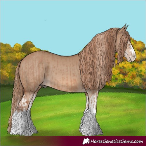 Horse Color:Red Dun Splash and Red Dun Splash