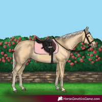 Horse Color:Palomino