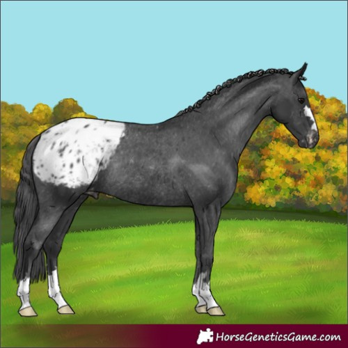 Horse Color:Black Appaloosa Rabicano