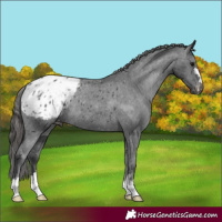 Horse Color:Black Appaloosa Rabicano 