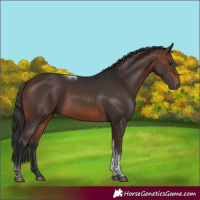 Horse Color:Bay Tobiano Rabicano 