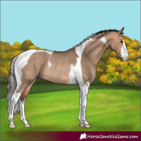 Horse Color:White Spotted Bay Dun Tobiano Rabicano