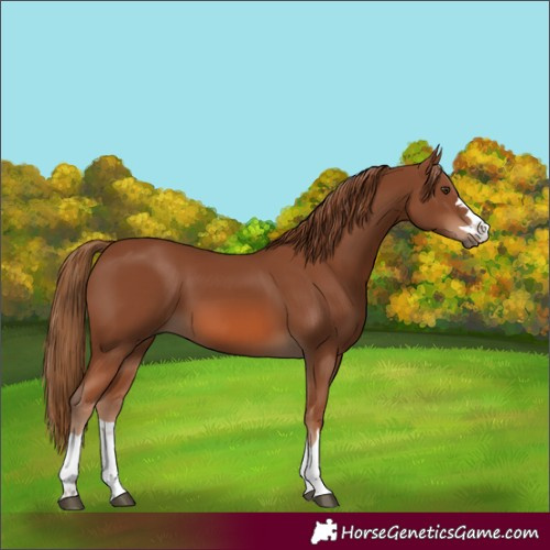 Horse Color:Chestnut 