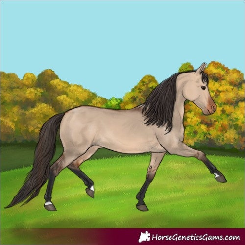 Horse Color:Unknown 