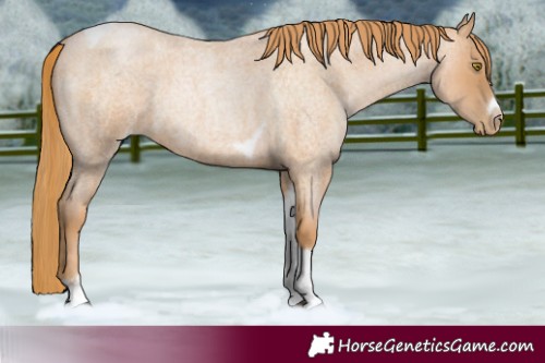 Horse Color:Red Roan Pearl Tobiano Frame 
