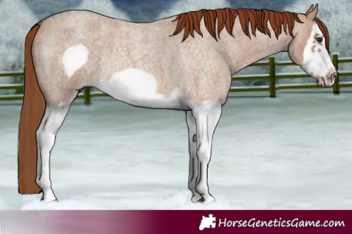 Horse Color:Red Dun Roan Splash Frame Rabicano