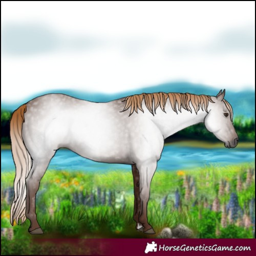 Horse Color:Gray Chestnut 