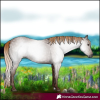 Horse Color:Gray Chestnut 