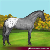 Horse Color:Blue Roan Blanket Rabicano 