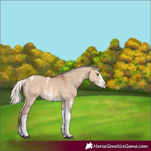 Horse Color:Silver Bay Dun Sabino Tobiano Appaloosa 