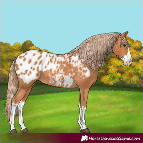 Horse Color:Chestnut Splash Appaloosa 