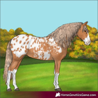 Horse Color:Chestnut Splash Appaloosa 